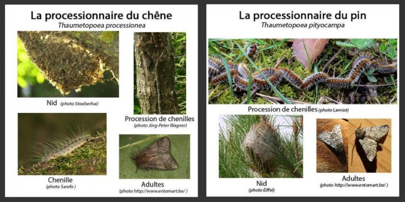 chenilles processionnaires