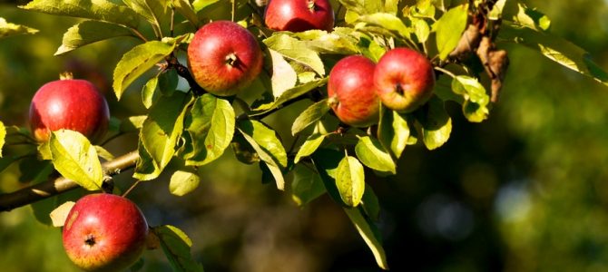 A vos paniers pour cueillir des pommes